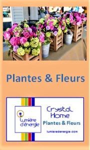 Crystal Home Plantes & Fleurs